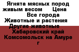 Ягнята мясных пород живым весом.  › Цена ­ 125 - Все города Животные и растения » Другие животные   . Хабаровский край,Комсомольск-на-Амуре г.